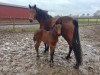 broodmare Balouqueena (Hanoverian, 2017, from Balou du Rouet)