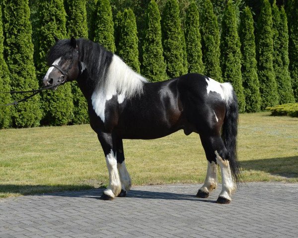 Pferd Flamingo (Polnisches Kaltblut, 2008)