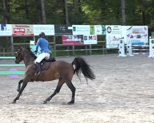 Reitturnier Sins 2018