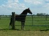 dressage horse Jadena (Oldenburg, 2011, from Mentes)