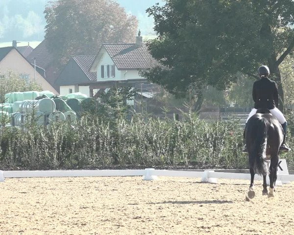 Reitturnier Deitingen 2018