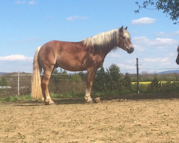 Pferd Wicapi Whakan (Haflinger, 2014, von Woodland)