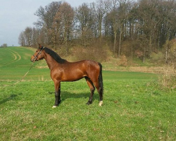 horse Armin de Monsieur (Polish Warmblood, 2013, from Moravia)