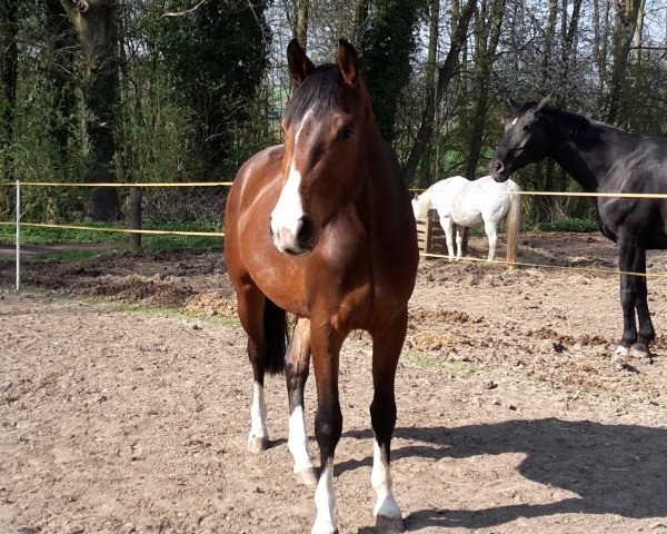 dressage horse Elmo 41 (Hanoverian, 2014, from Estobar NRW)