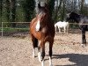 dressage horse Elmo 41 (Hanoverian, 2014, from Estobar NRW)