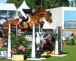 jumper Donbalian (KWPN (Royal Dutch Sporthorse), 2008, from Carthino Z)