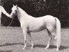 broodmare Aabede Goudenregen (Welsh-Pony (Section B),  , from Belvoir Zoroaster)