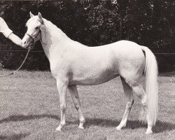 Zuchtstute Aabede Goudenregen (Welsh Pony (Sek.B),  , von Belvoir Zoroaster)