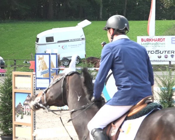 Reitturnier Sins 2018