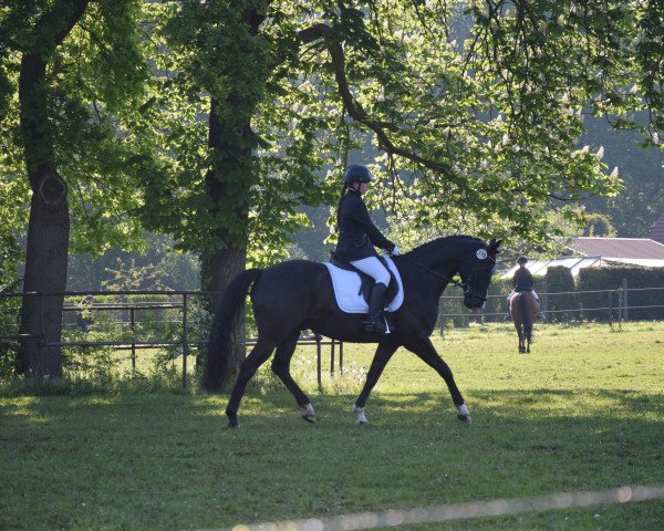 dressage horse Silas 227 (Mecklenburg, 2010, from Sol Marq)