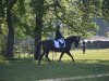 dressage horse Silas 227 (Mecklenburg, 2010, from Sol Marq)