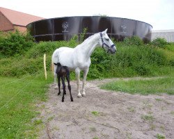 Zuchtstute Hordulan (Holsteiner, 1993, von Cascavelle)