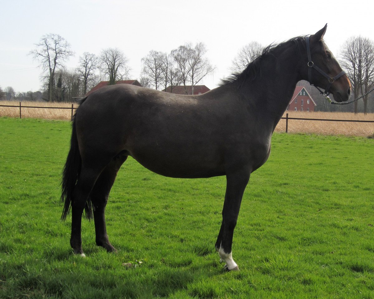 broodmare Aquilina (Westphalian, 2001, from Aquilino)