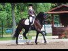 dressage horse Jason 53 (Oldenburg, 2006, from Glock's Johnson Tn)