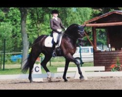 dressage horse Jason 53 (Oldenburg, 2006, from Glock's Johnson Tn)