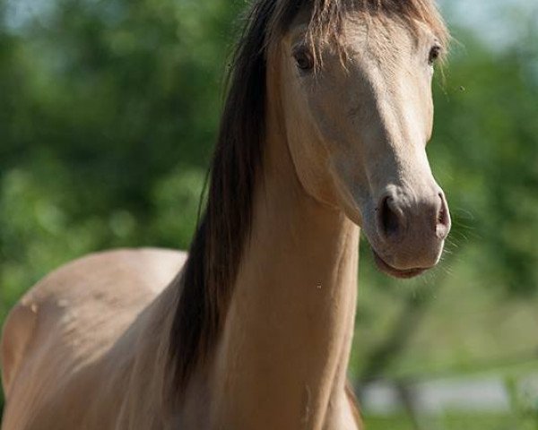 stallion Malik (anglo european sporthorse, 2016, from HM Topaz Mareekk)