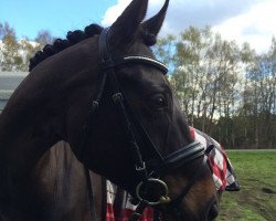 dressage horse Shenobia (Oldenburg, 2008, from Sir Donnerhall I)