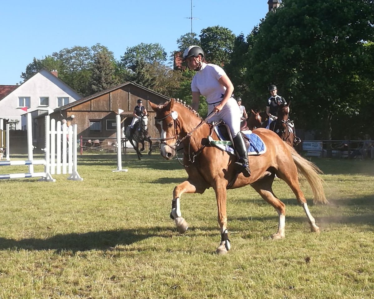 Springpferd Starpower Chagal (Deutsches Reitpony, 2011, von Carnuet)