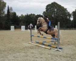 horse Mikado de Cuirve (New Forest Pony, 2000, from Shining Starr Aristo)