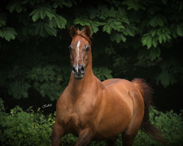 broodmare Kendra (Arabian thoroughbred, 1998, from Prognoz 1992 ox)