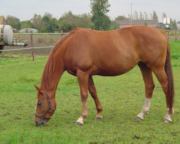 broodmare Waldfee II (Hanoverian, 1996, from Wenzel II)