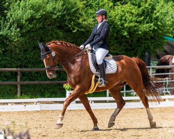 dressage horse Baryonyx (Hanoverian, 2015, from Callaho's Benicio)