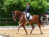 dressage horse Baryonyx (Hanoverian, 2015, from Callaho's Benicio)