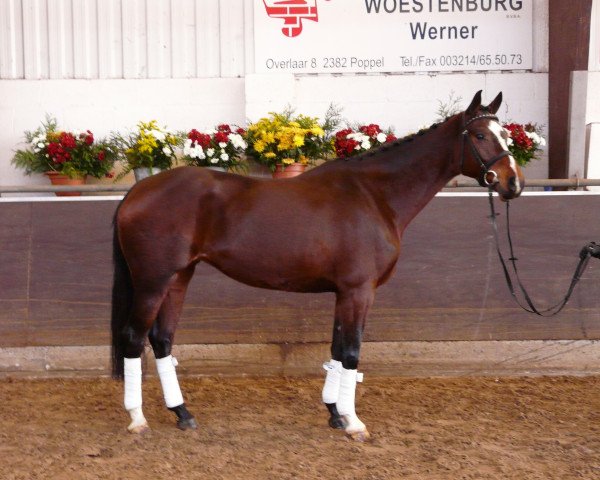 broodmare Bellita (KWPN (Royal Dutch Sporthorse), 2006, from Santano)