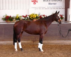 broodmare Bellita (KWPN (Royal Dutch Sporthorse), 2006, from Santano)