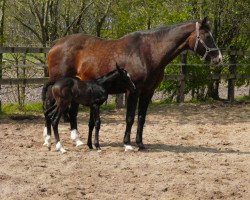 Zuchtstute Ialita (KWPN (Niederländisches Warmblut), 1990, von Dr. Bulasco xx)