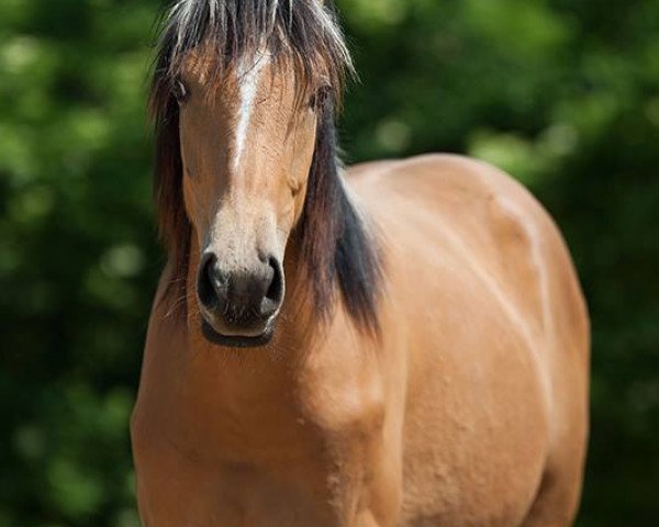 broodmare Anekdote (anglo european sporthorse, 2016, from Beryllium MD)