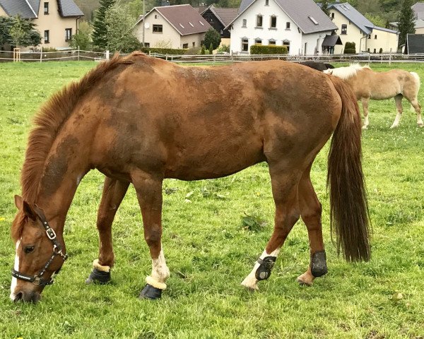 horse Paul 479 (German Sport Horse, 2003, from Pesus xx)