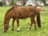 horse Paul 479 (German Sport Horse, 2003, from Pesus xx)