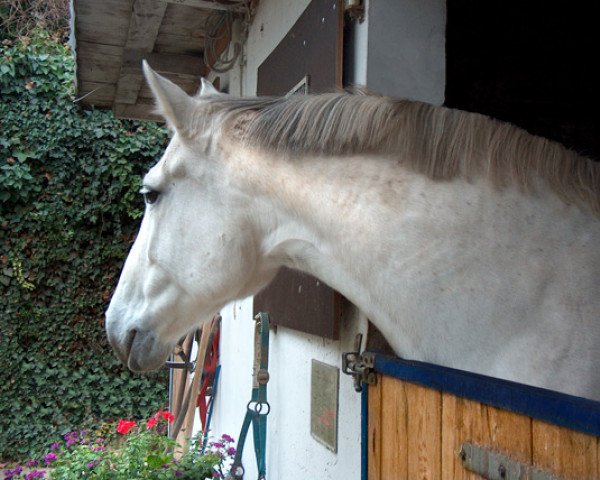 broodmare Alabama (Czech Warmblood, 1991, from Przedswit miroslavsky)