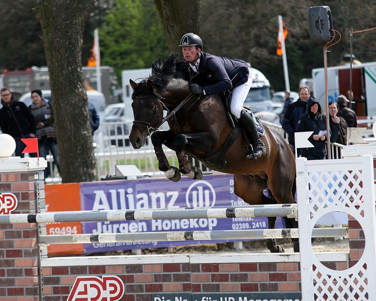 stallion Straviaty (Oldenburg show jumper, 2007, from Stalypso)