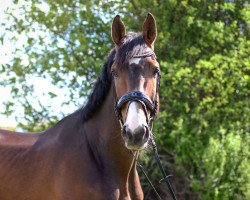 Springpferd Lord of Dreams (Holsteiner, 2011, von Larimar)