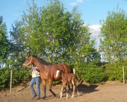 broodmare Dalwhinnie 15 (Holsteiner, 2011, from Landos)