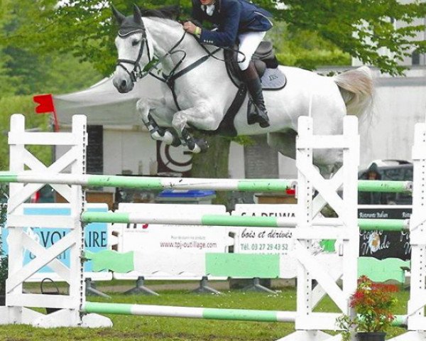 Springpferd Gunar S (Belgisches Warmblut, 2006, von Cavalier)