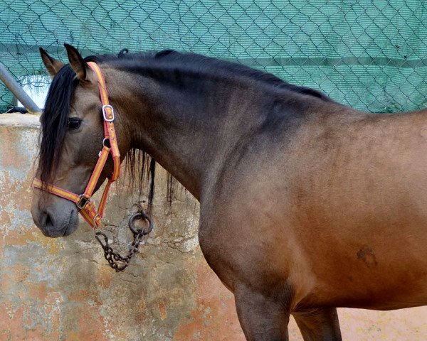 horse Estel Kaino (Pura Raza Espanola (PRE), 2012, from Quimero MG)