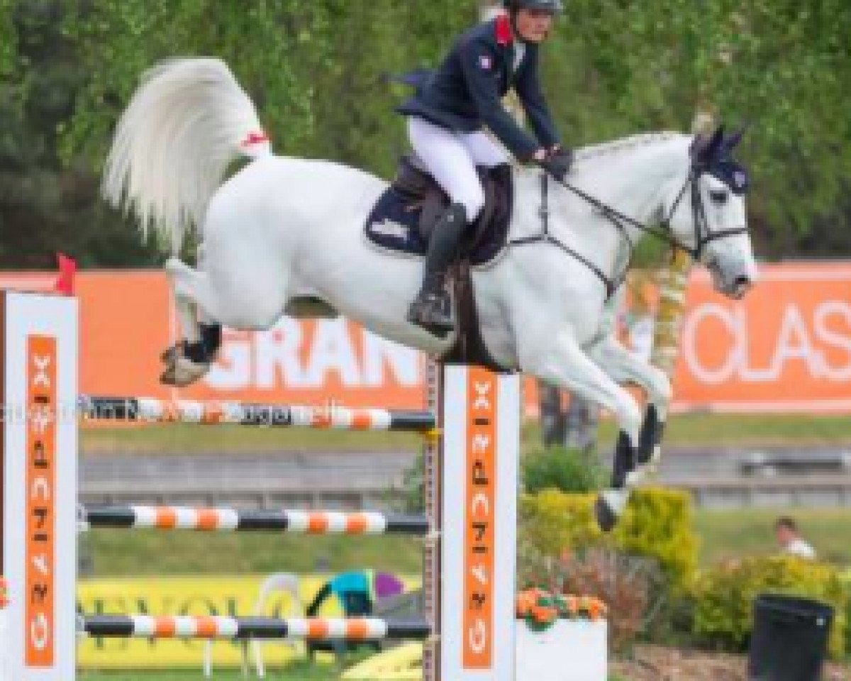 jumper Casillias N89 Z (Zangersheide riding horse, 2008, from Cavaggio)