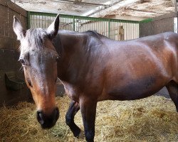 broodmare Chantilly (Hanoverian, 1993, from Chasseur I)