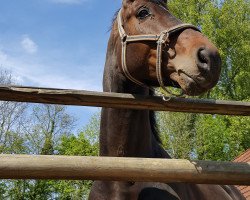 dressage horse Silvester B (Rhinelander, 2011, from Silbermond)