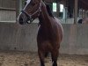 jumper Sinaloa (German Warmblood, 2011, from Semperando)