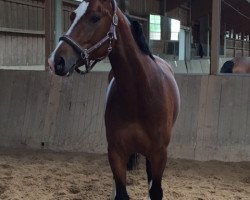 jumper Sinaloa (German Warmblood, 2011, from Semperando)