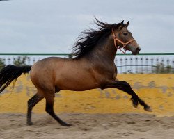 stallion Estel Kaino (Pura Raza Espanola (PRE), 2012)