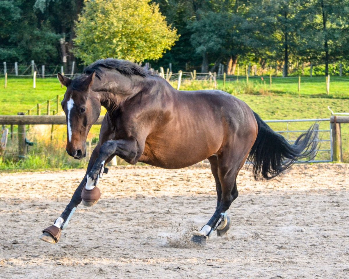 horse Frankenbach Plio (Westphalian, 2002, from Pik Labionics)
