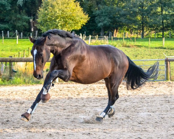 Pferd Frankenbach Plio (Westfale, 2002, von Pik Labionics)