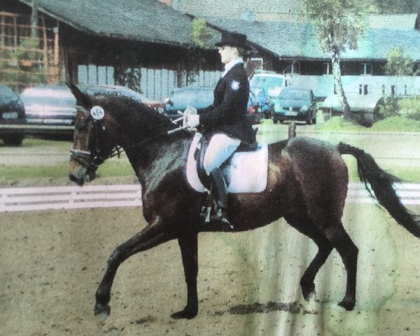 horse Ruby Tuesday 31 (Hanoverian, 1996, from Ravel)