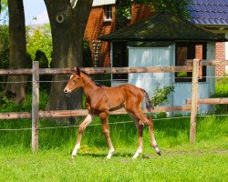 broodmare Indian Summer N (Oldenburg show jumper, 2017, from Balou du Rouet)