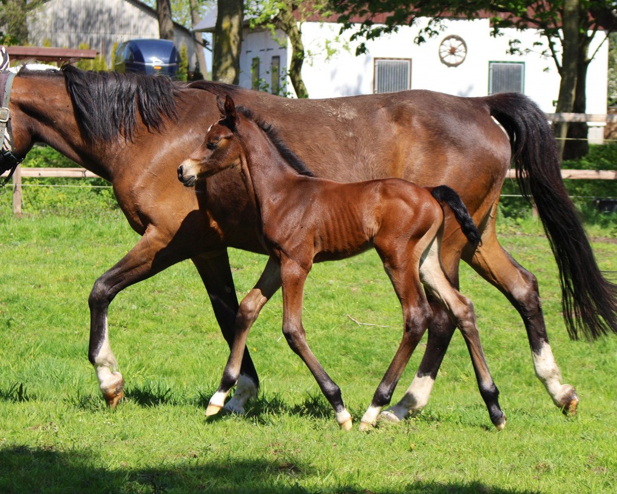 stallion Dorian Grey N (Oldenburg show jumper, 2017, from Dallas VDL Z)